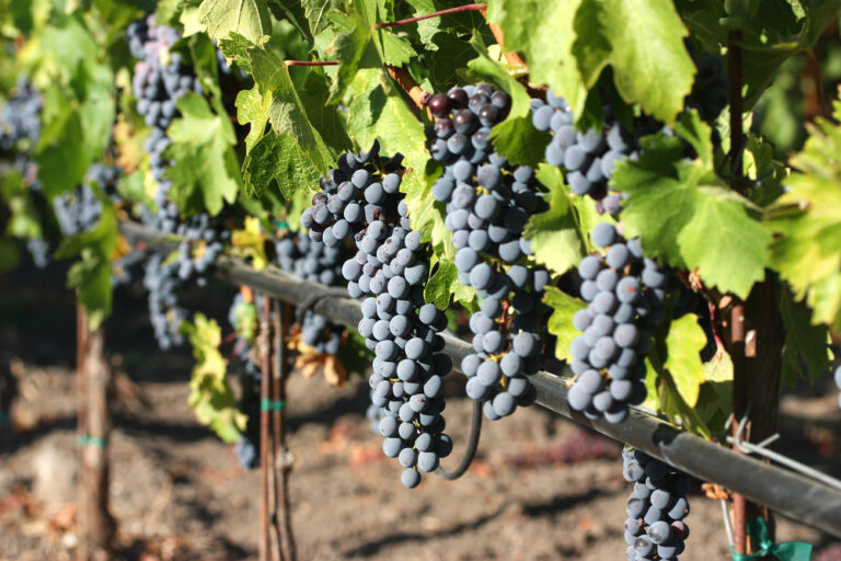 winery1-1-768x512.jpg