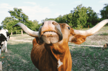 Texas Domicile Guide