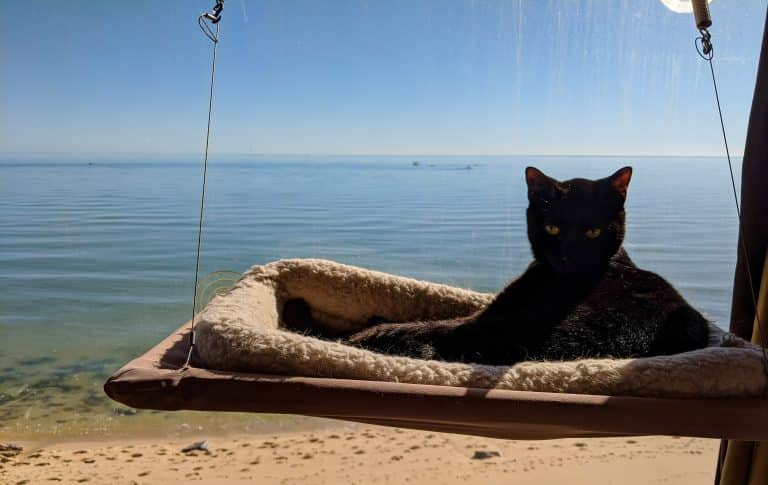 Ollie-in-Window-min-768x485.jpg