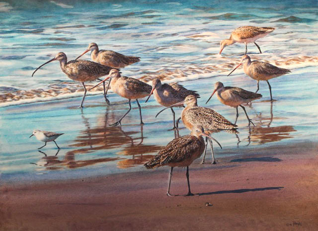 Haven_Erl_Shorebirds.jpg
