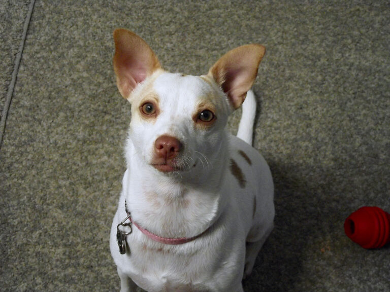 CricketsAGoodDog-1-768x576.jpg