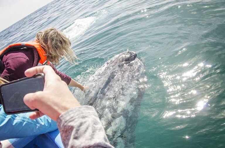 DSC_7818-Karyn-petting-whale-2-sm-9-768x508.jpg