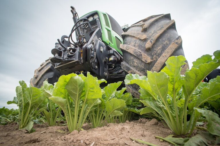sugar-beet-768x512.jpg