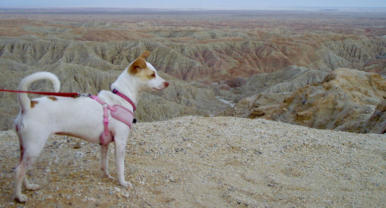 Raising A Puppy in an RV: What Do You Do With All of That Energy?