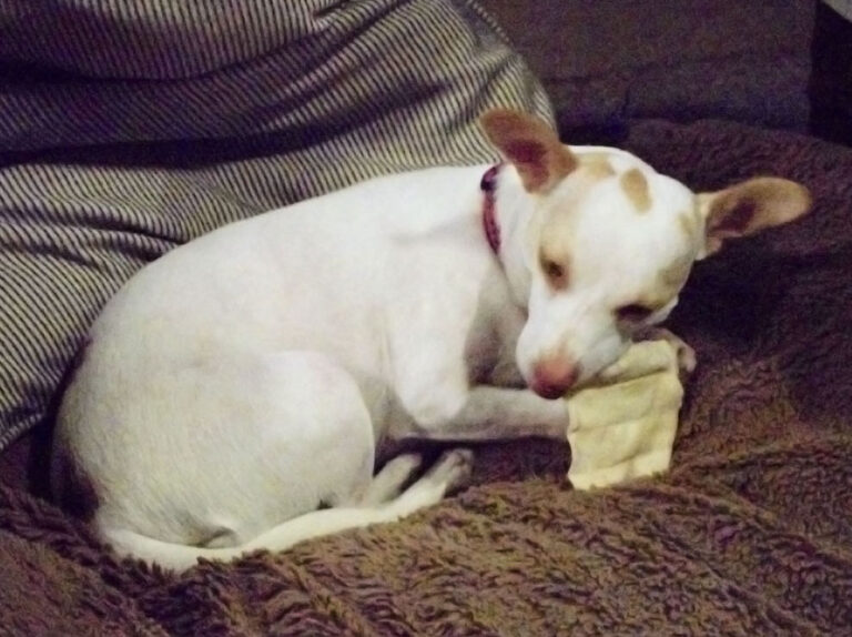 CricketChewsRawhide2-768x574.jpg