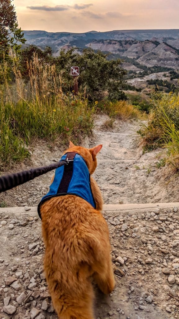 Walking-Cats-1-min-576x1024.jpg