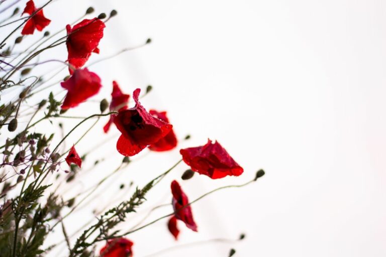 field-red-poppies-3-768x512 (1).jpg