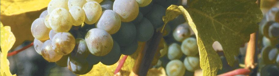 Wineries-of-Canada-2.png