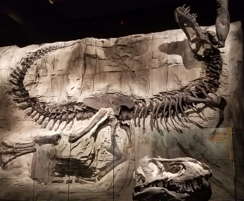 10-Black-Beauty-TRex-Large-e1572882403323.jpeg