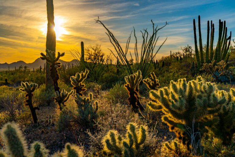 Organ-Pipe-Cactus-National-Monument-e1575901991403-768x512.jpg