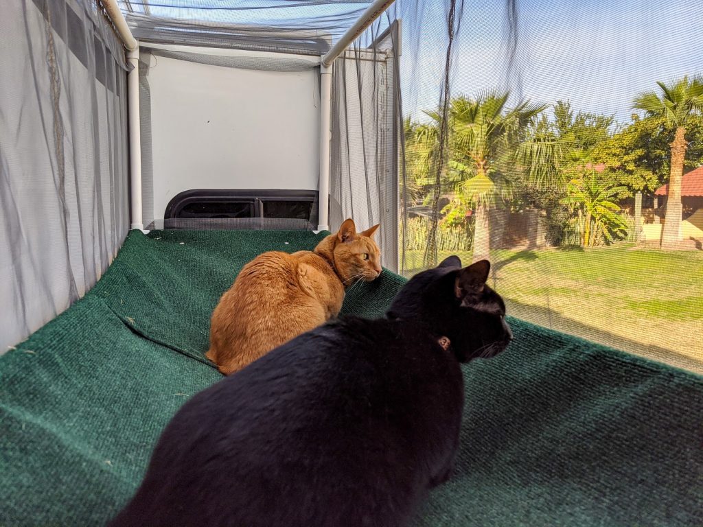 RVing with Cats: Taking Your Adventure Pets on the Road