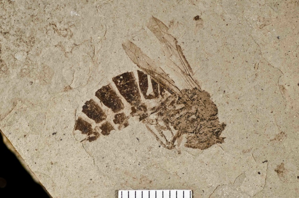 Fossil Wasp