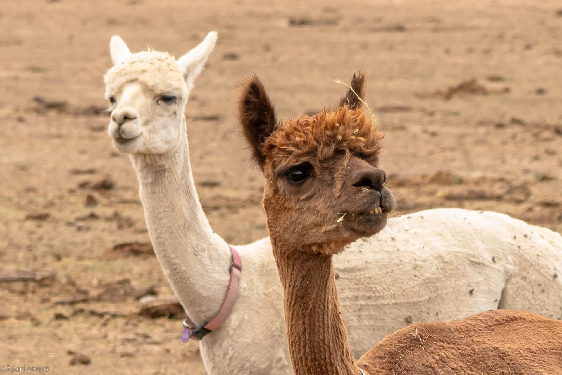 Alpacas at Tuff's Ranch