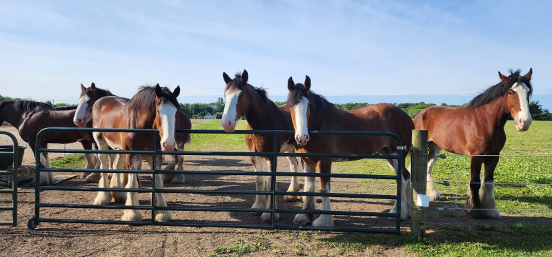 Suttler Post Farm Clydesdale Horses