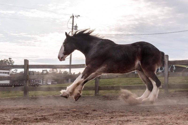 Clydesdale Horse