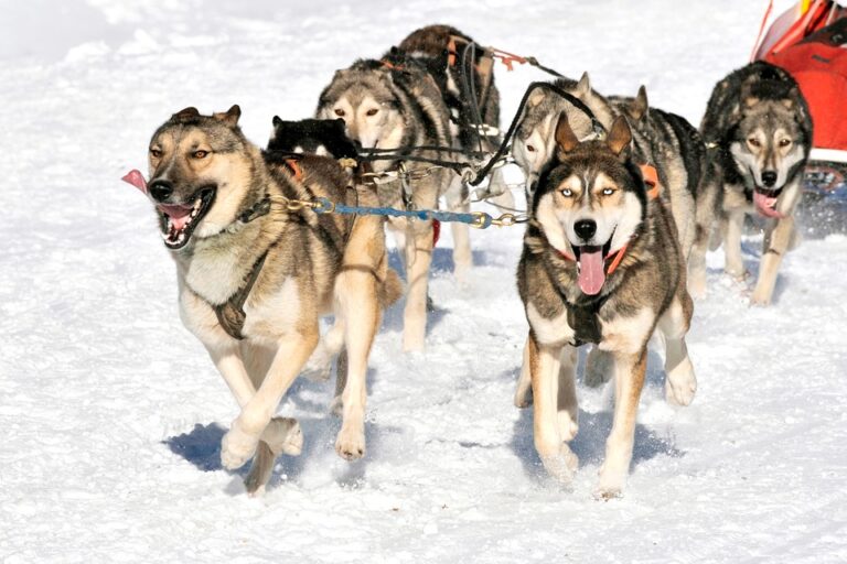 dog-mushing.alaskx-768x512.jpg