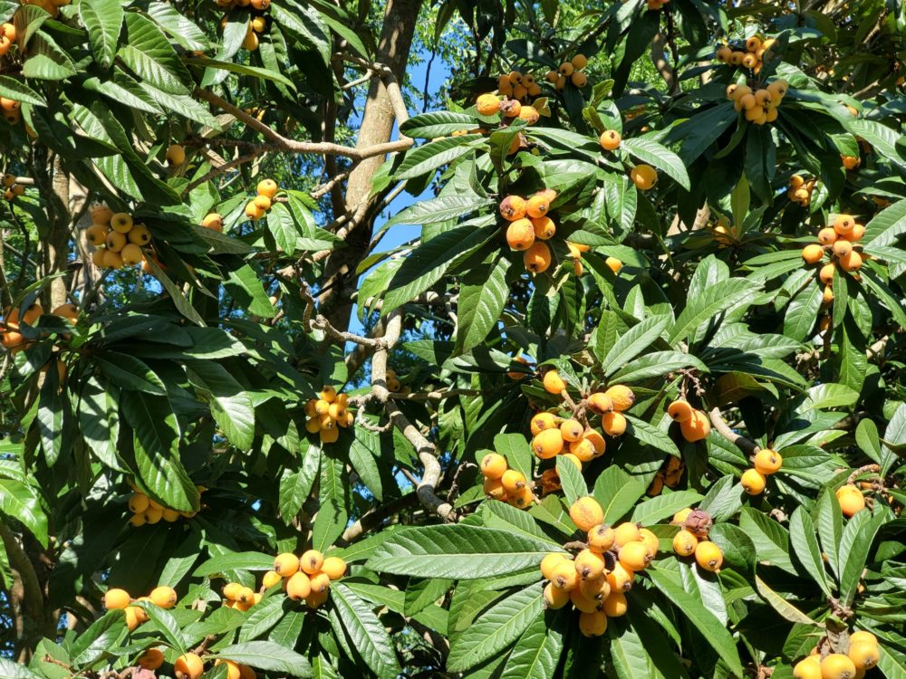 Loquats-scaled-e1588615821434.jpg