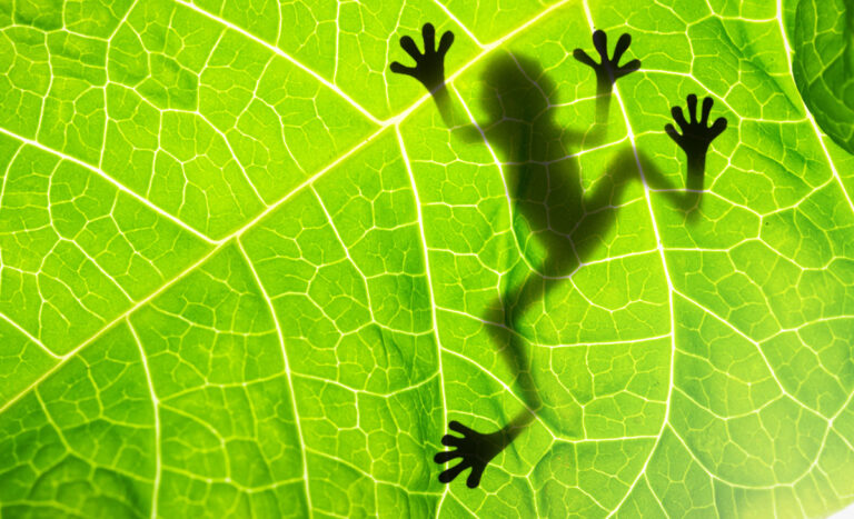 Tree-Frogs-768x467 (1).jpg