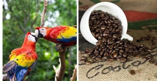 Costa Rica HOP 2025