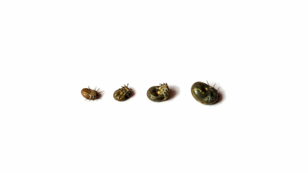Sizes of ticks related to Lyme disease