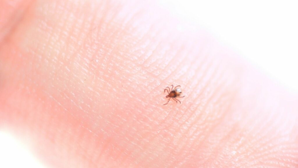 The smallest ticks are most likely to transmit Lyme disease